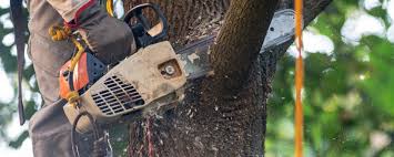 Best Firewood Processing and Delivery  in Artesia, NM