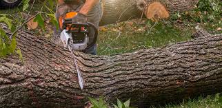 Best Tree Trimming and Pruning  in Artesia, NM