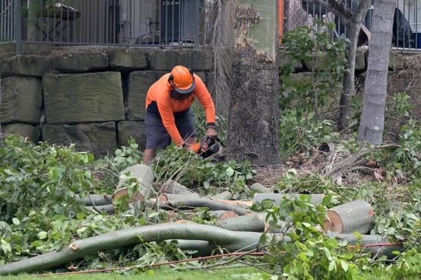 Best Hazardous Tree Removal  in Artesia, NM