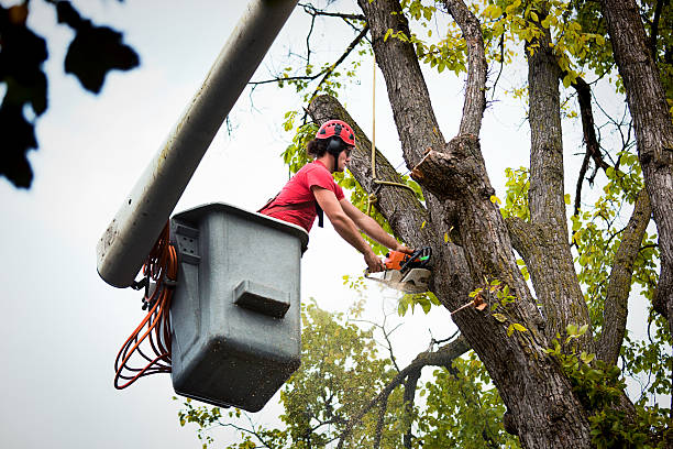 Best Tree Mulching  in Artesia, NM
