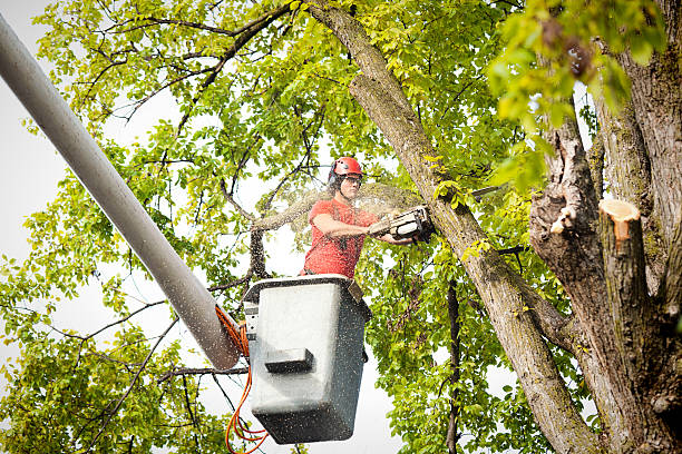Best Emergency Tree Removal  in Artesia, NM