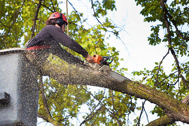 Professional Tree Removal in Artesia, NM