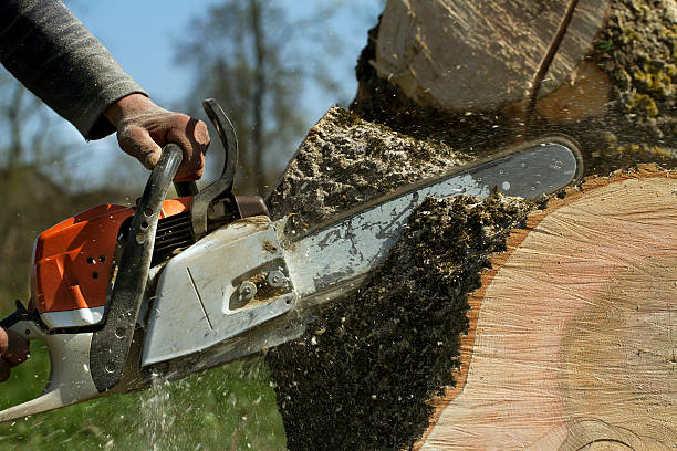 Best Tree Maintenance Programs  in Artesia, NM