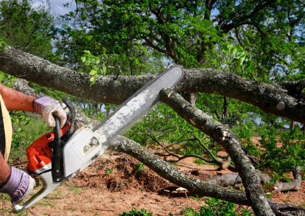 Best Leaf Removal  in Artesia, NM